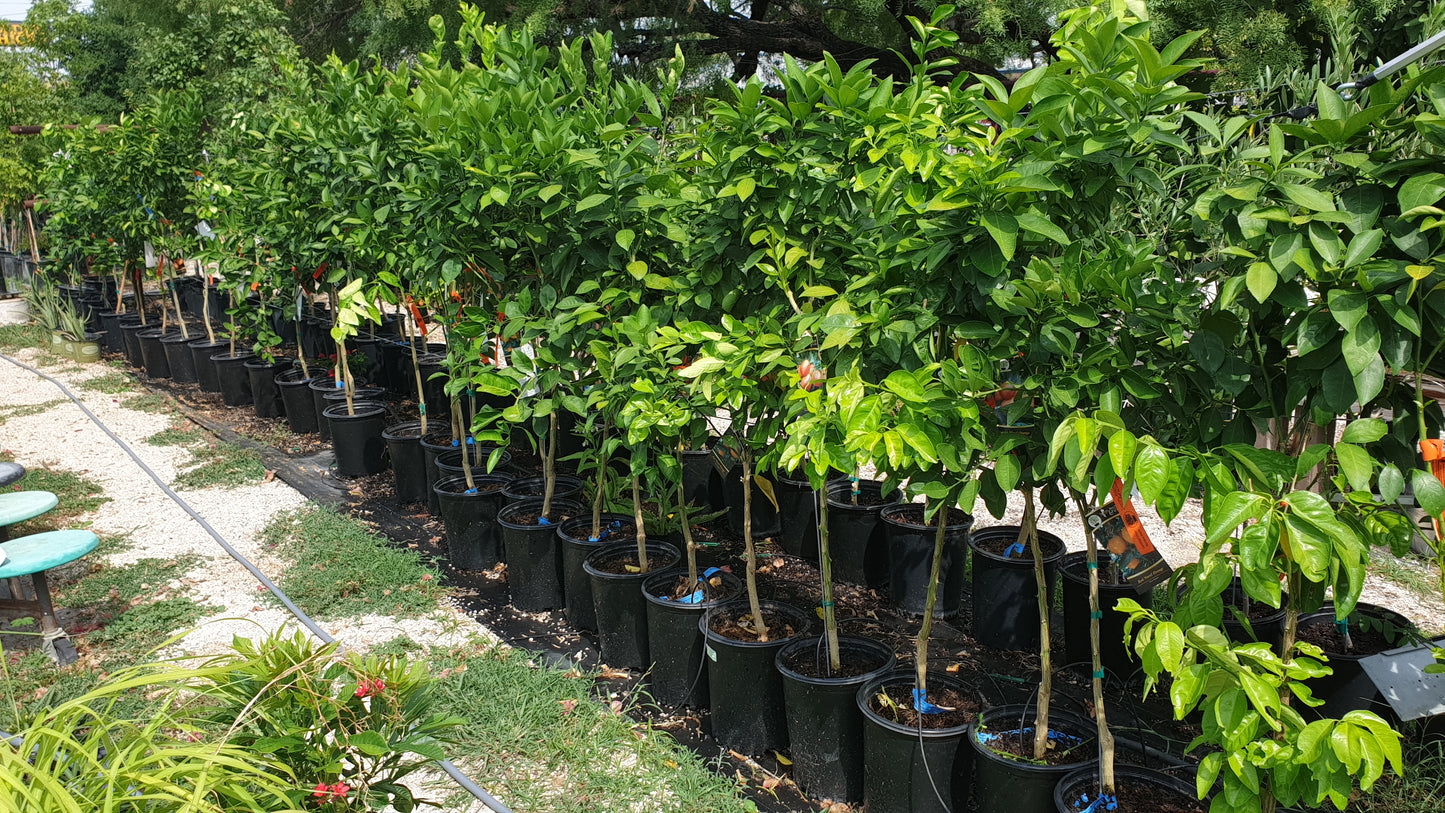 Assorted Citrus trees