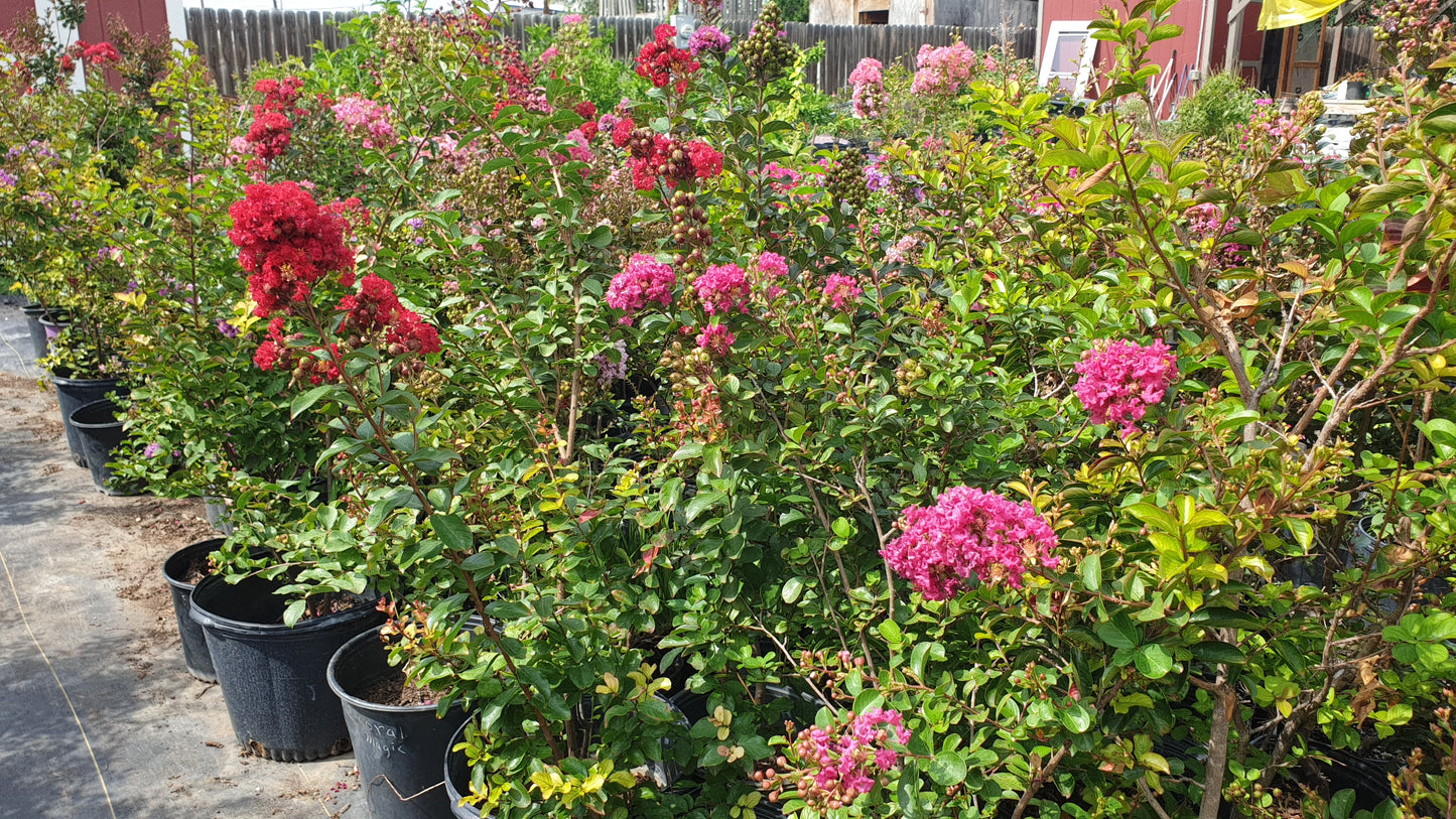 Assorted Crape Myrtles