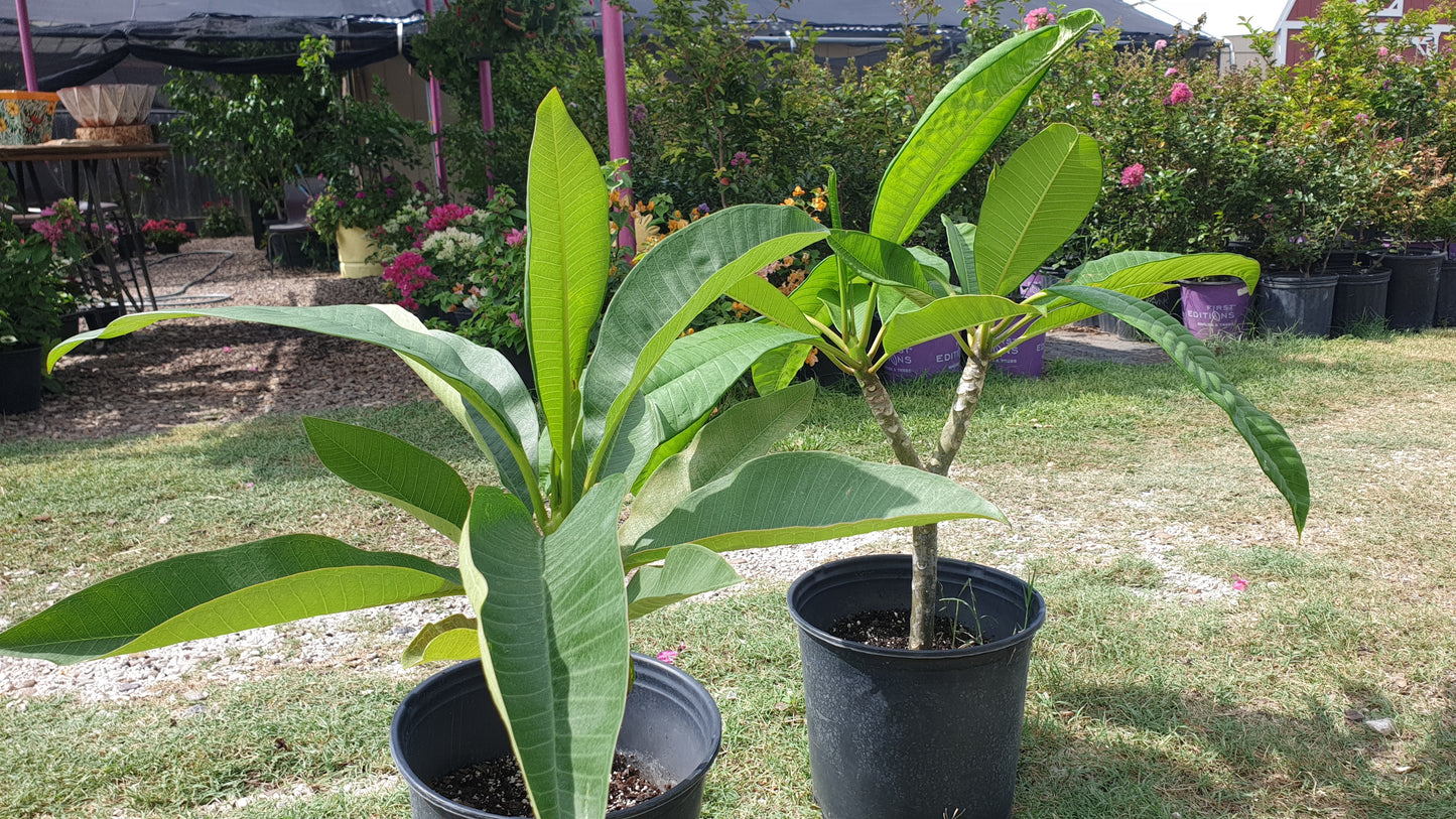 Assorted Texas Plumerias