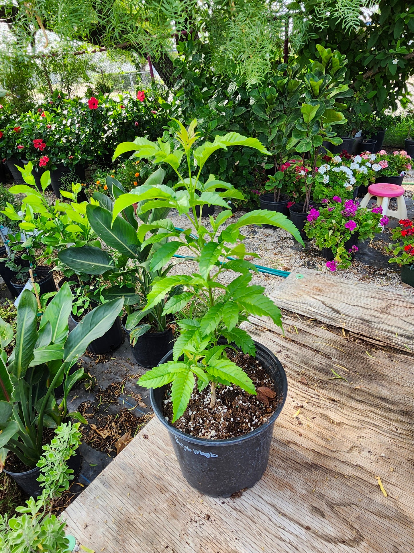 Texas Yellow Bells/Esperanzas