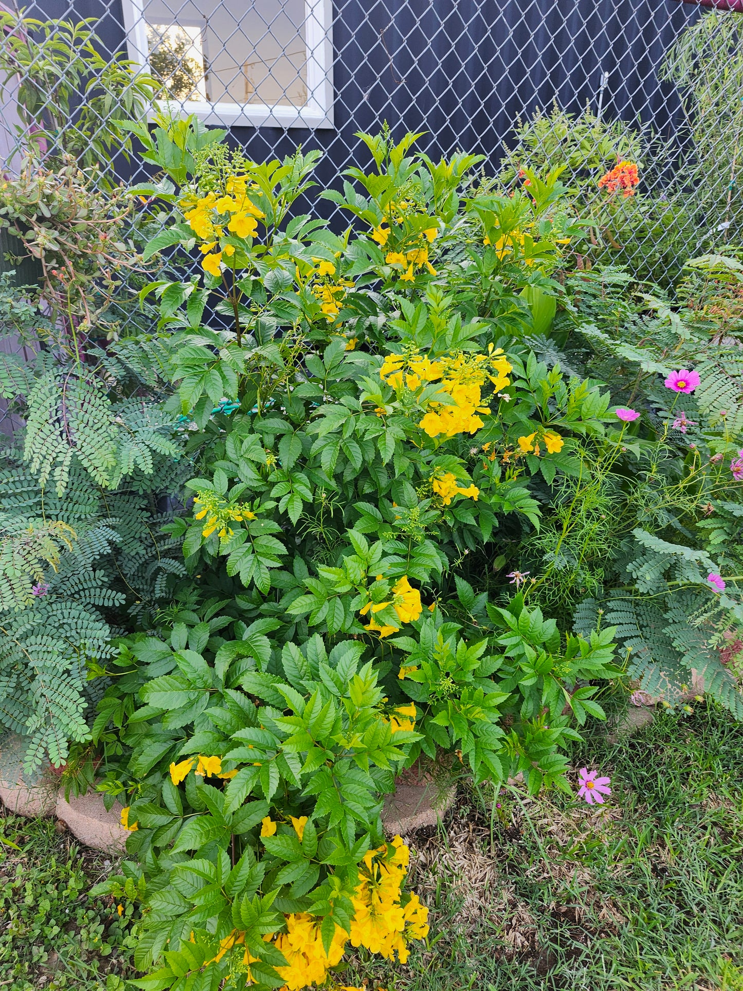 Texas Yellow Bells/Esperanzas