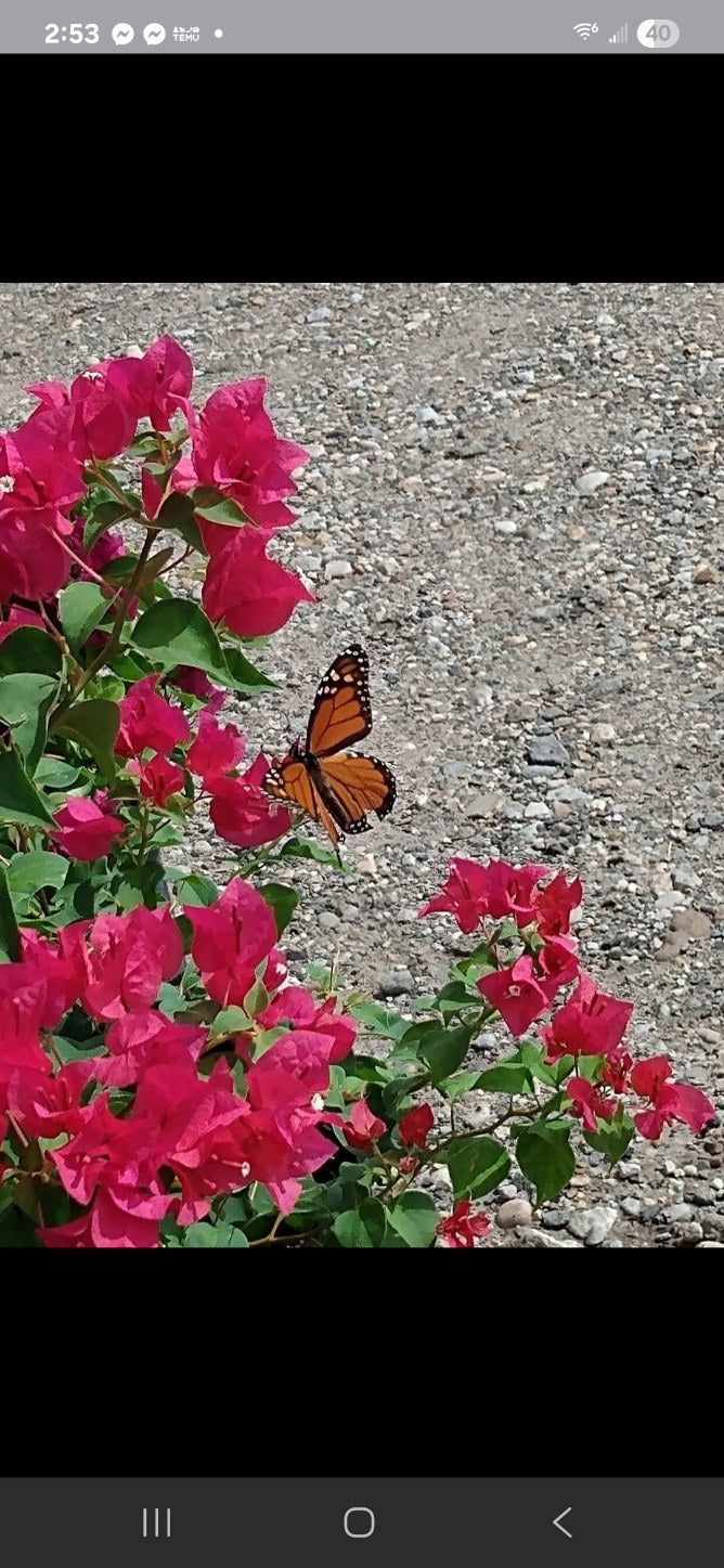 Boganvilia butterfly