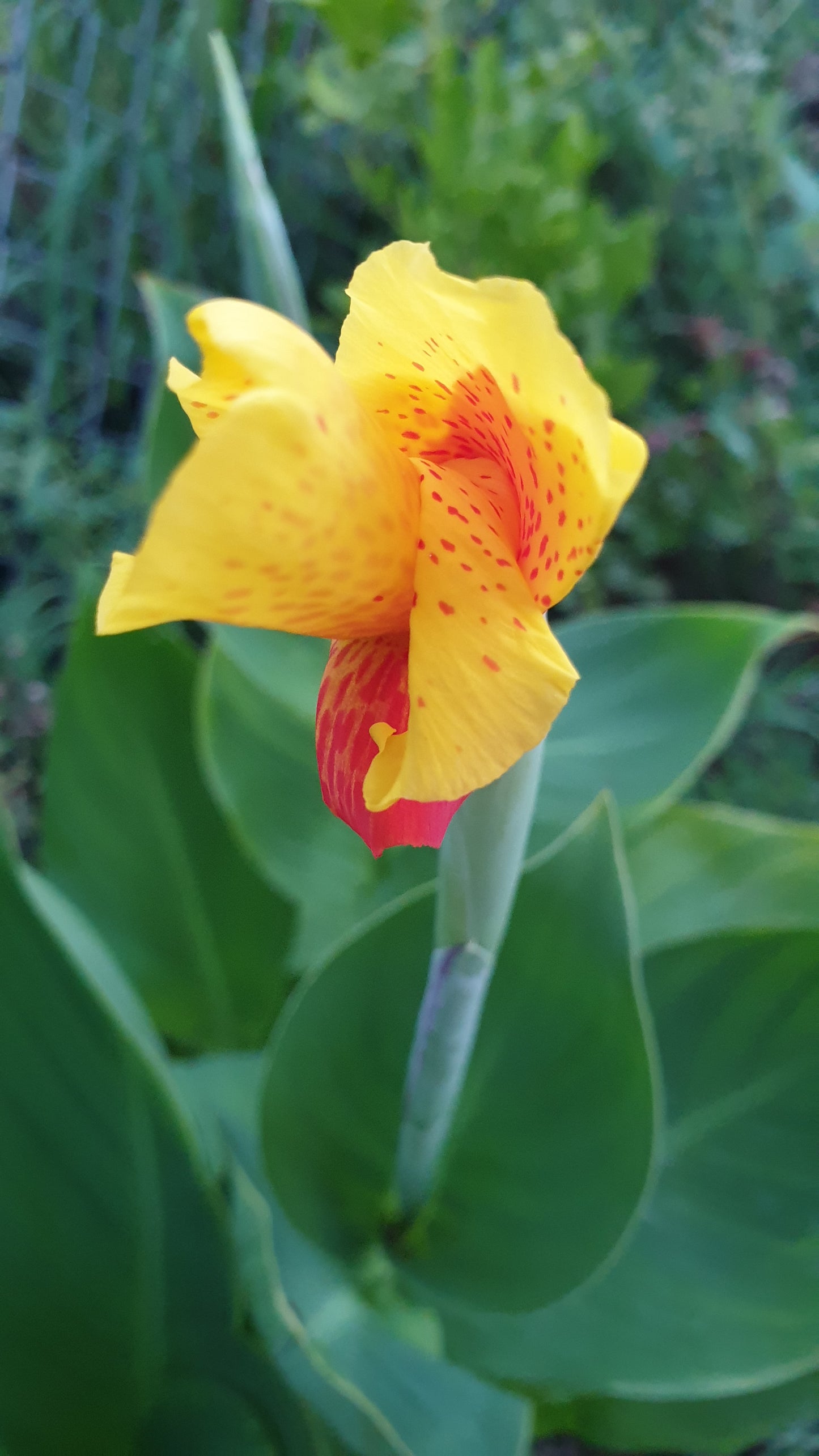 Assorted color Canna Lilly