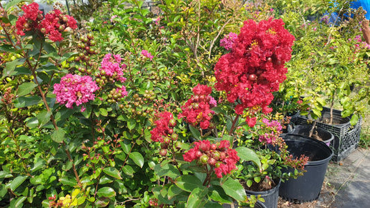 Red Dynamite Crape Myrtle