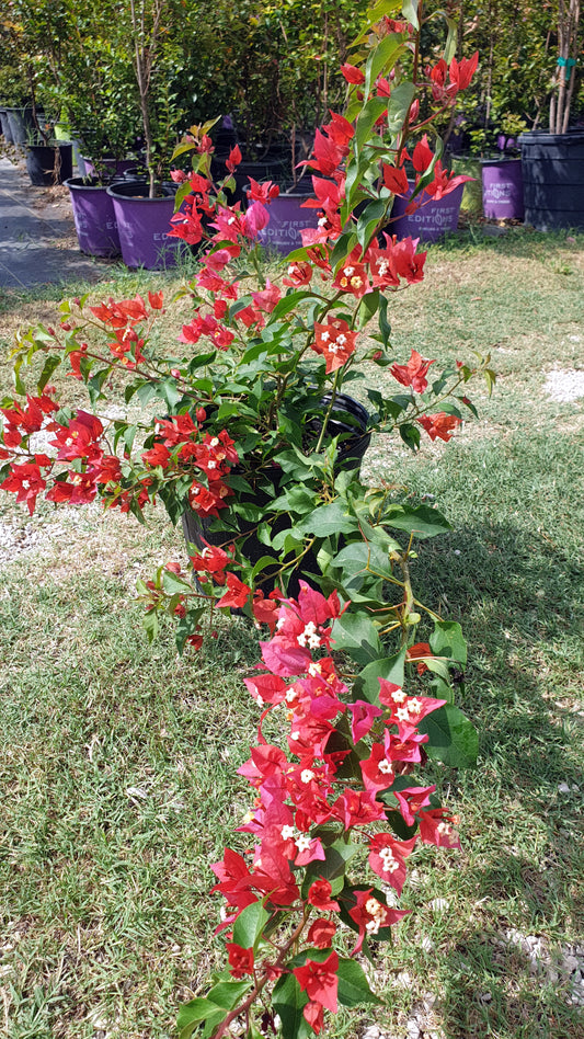 Tomatoe Red Bougainvillea