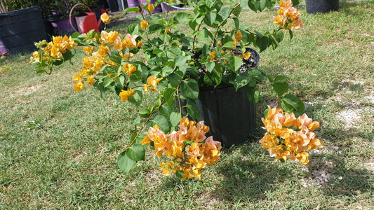 Yellow Gold Bougainvillea
