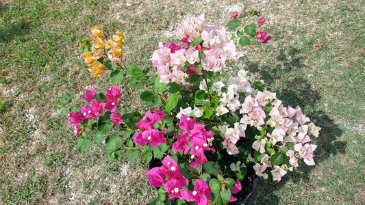 Fiesta 3 color Bougainvillea
