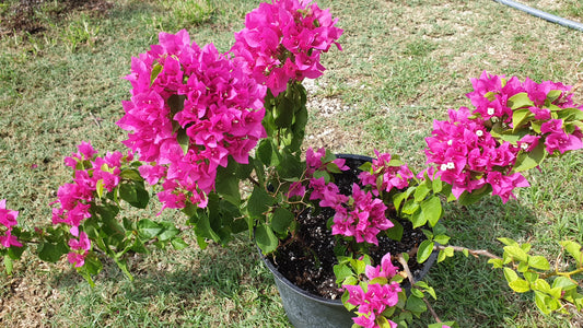 Vera Bougainvillea