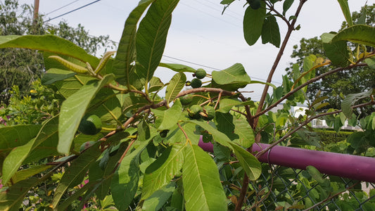 Pink/Yellow Guava Fruit Tree