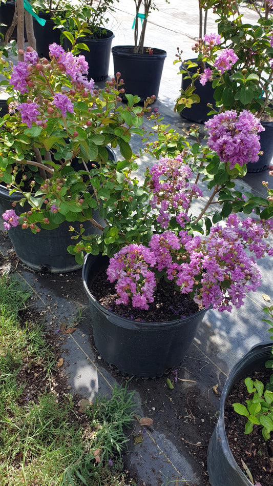 Deep Purple Crape Myrtles