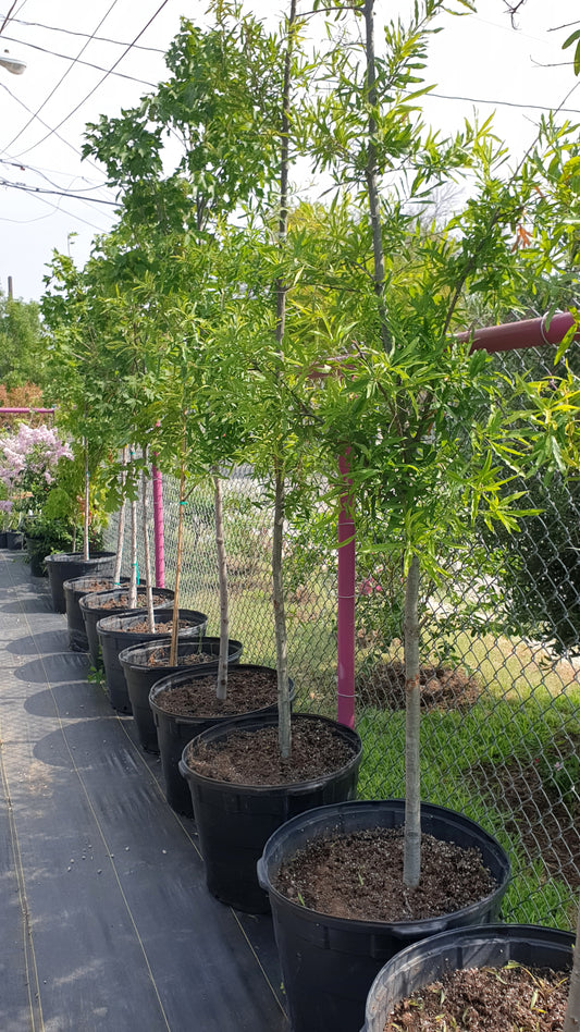 Red Maples Trees, Autumn Maples, Willow Oak Trees 30 gallons
