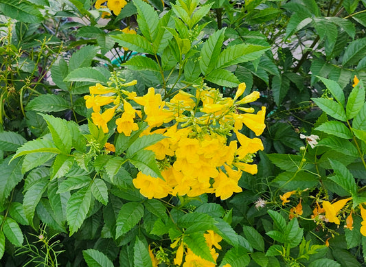 Texas Yellow Bells/Esperanzas