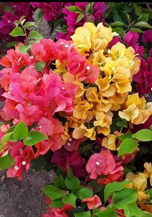 Fiesta Boganvilia Shrub