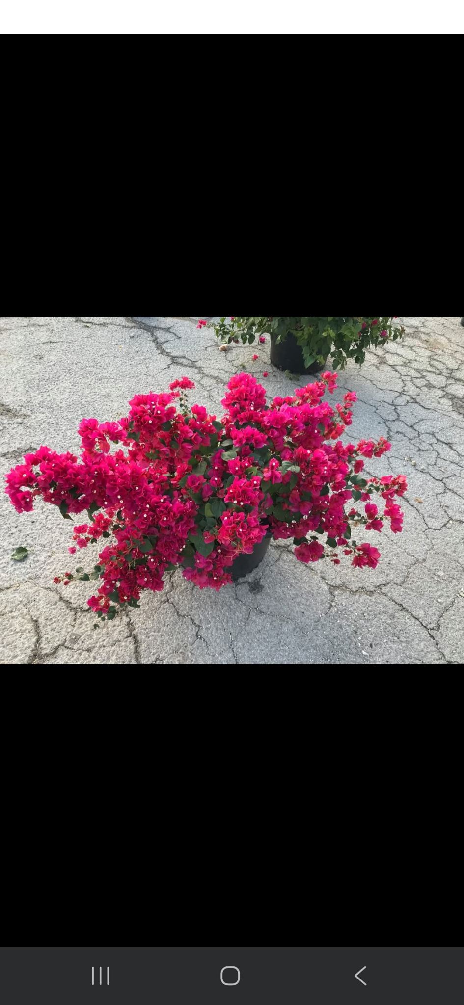 Boganvilia magenta