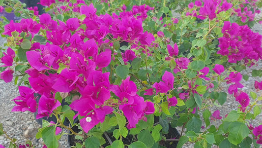 Hot Fushia Bougainvillea 15 gallon